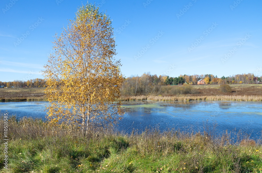 Autumn landscape with birch tree by the river Autumn landscape with birch tree by the river