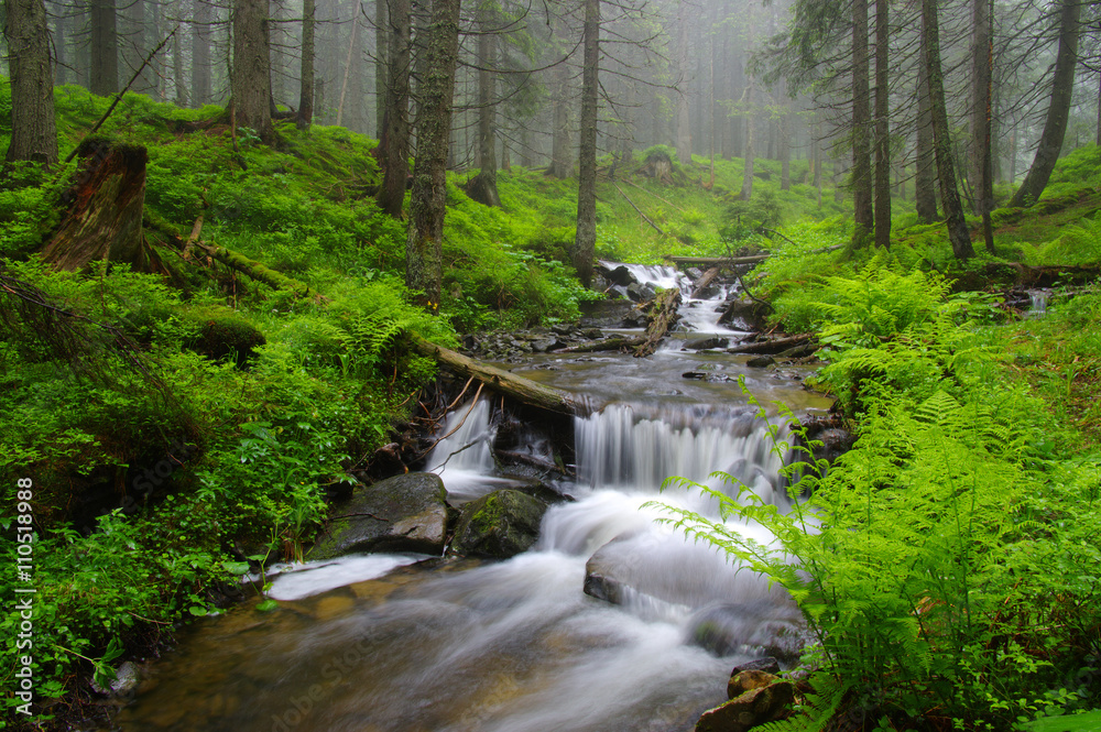 Fototapeta premium Creek in the woods