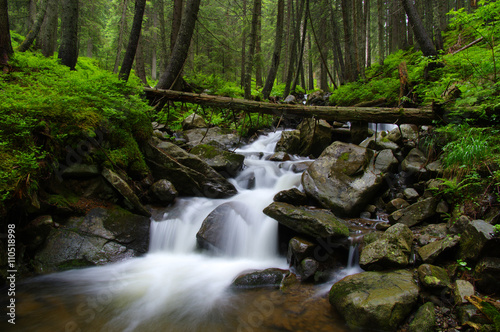 Mountain river in forest.