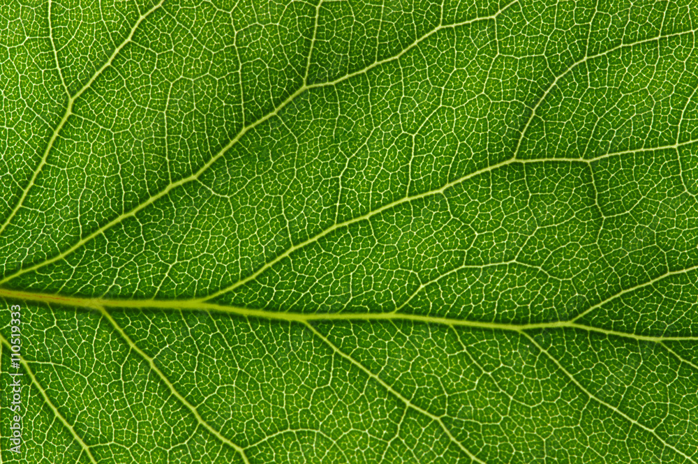 green leaf texture green leaf texture