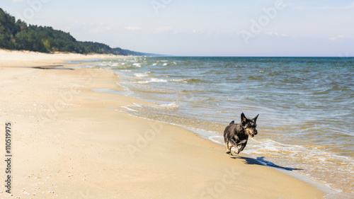 Empty Baltic beach with small mongrel dog running happy on the sand. 