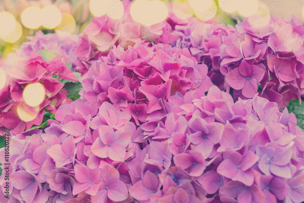 Violet hortensia flowers Violet hortensia flowers