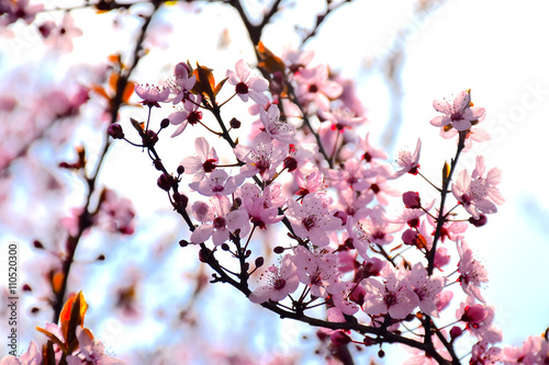 Cheery Tree Flower Spring