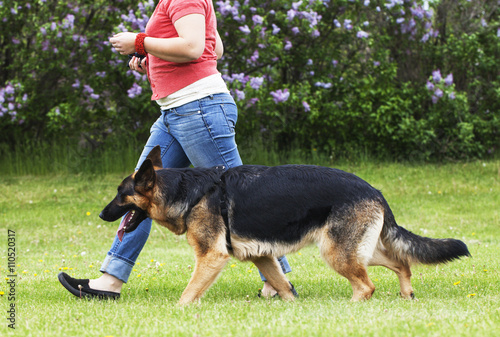 German shepherd dog with woman running outside