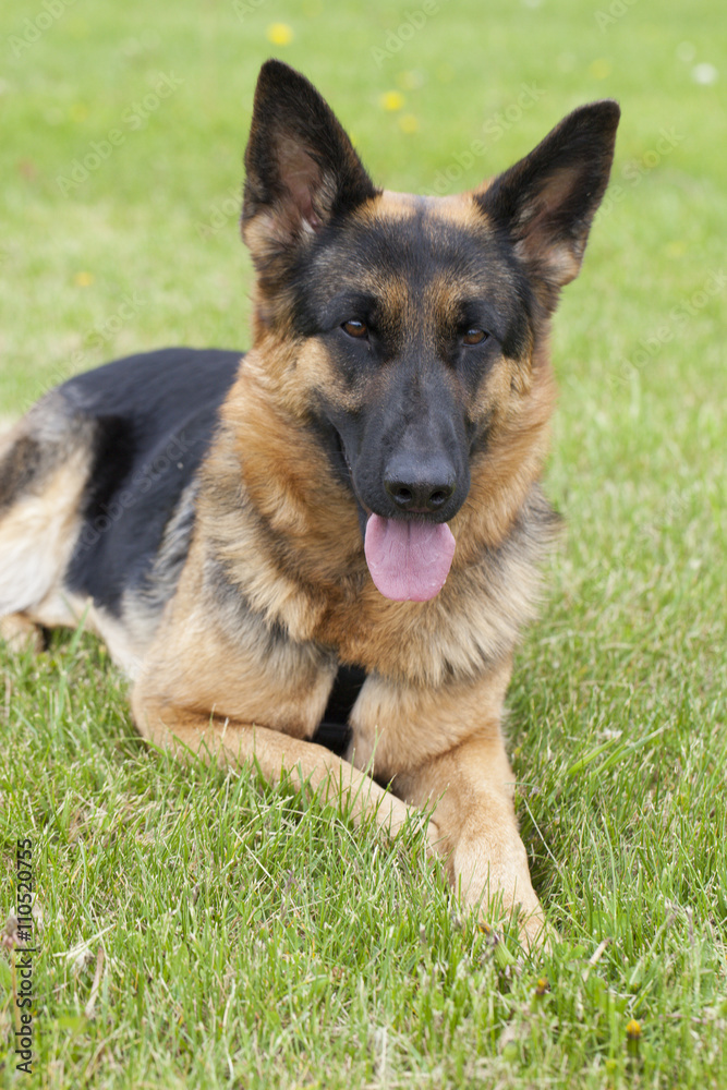 German shepherd dog outside at summer