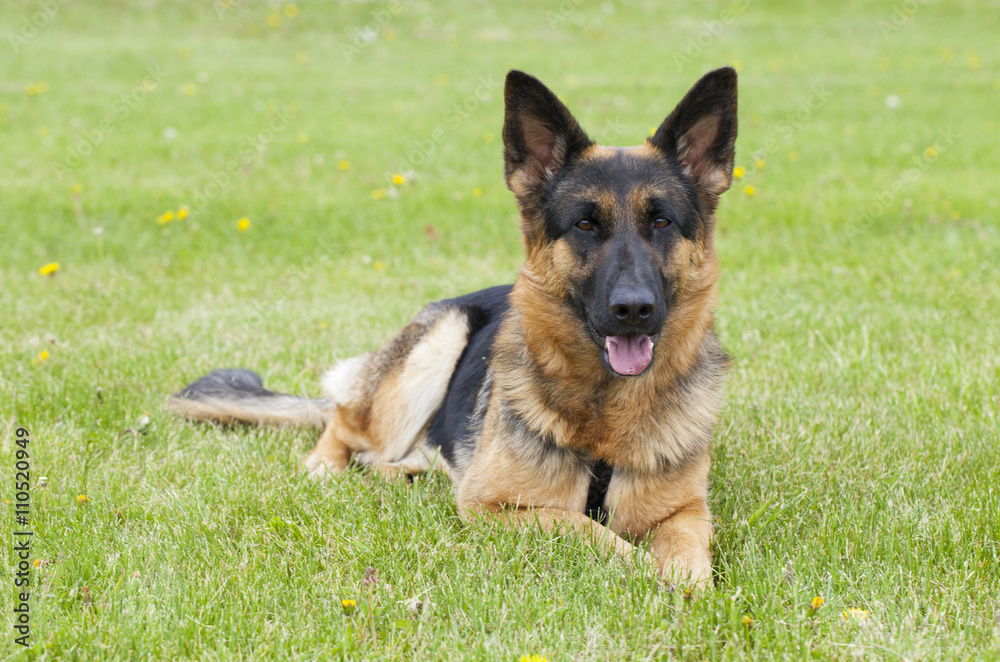 German shepherd dog outside at summer German shepherd dog outside at summer