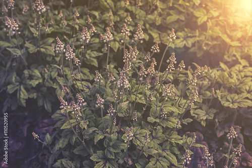close up on Tiarella flower in garden sunset or sunrise © irontrybex
