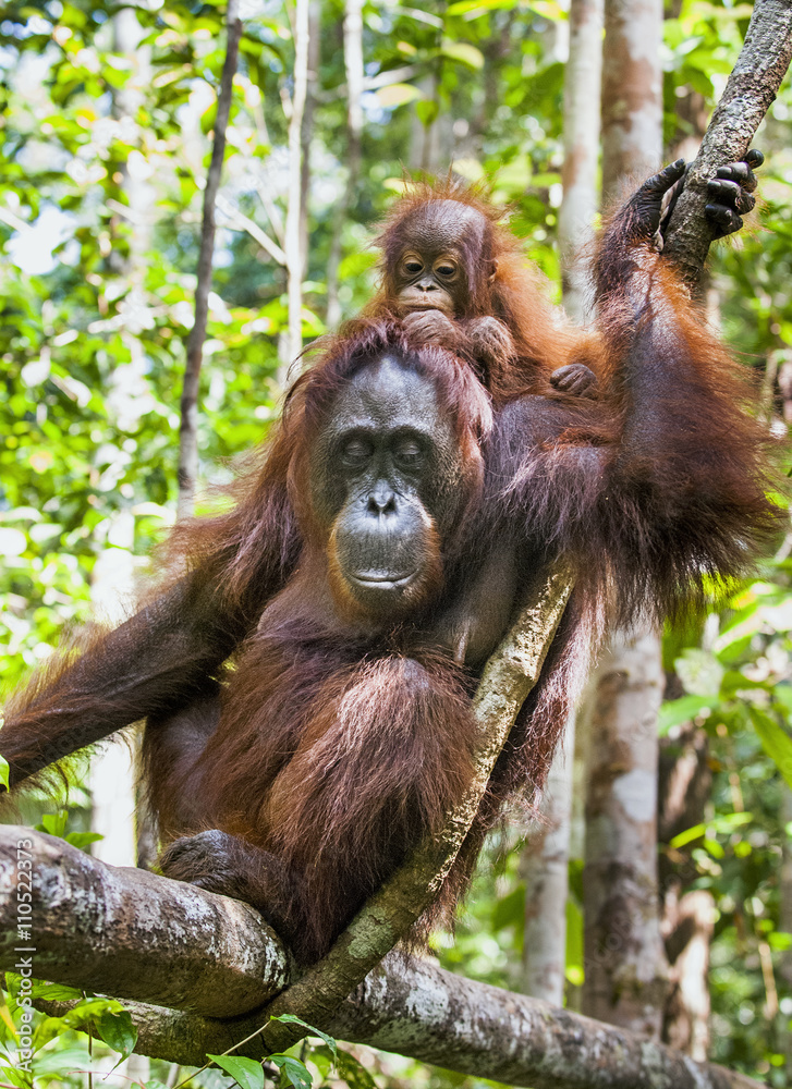 Fototapeta premium Mother and cub orangutan (Pongo pygmaeus). The close up portrait