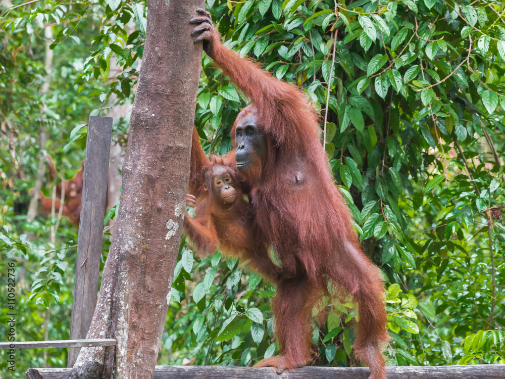 Naklejka premium Mother orangutan with her baby standing on a log and plans to climb a tree on a background of green leaves (Tanjung Puting National Park, Indonesia, Borneo / Kalimantan)