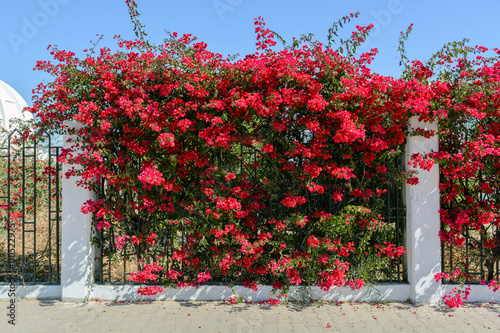 Fototapeta Naklejka Na Ścianę i Meble -  Beautiful Branch with red flowers of Bougainvillea in Africa