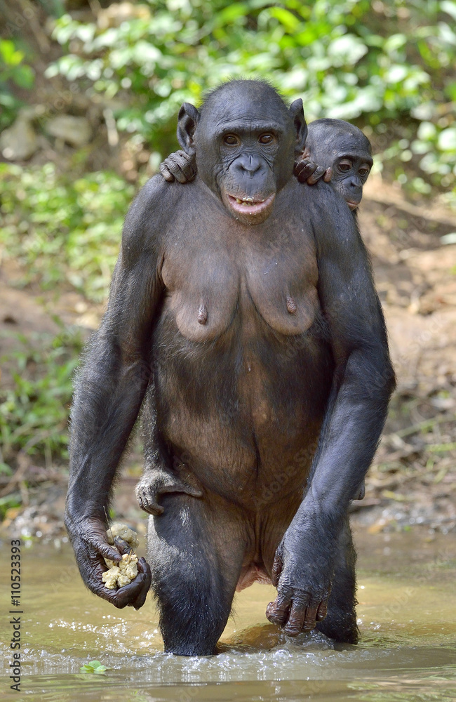 The Bonobo ( Pan paniscus) standing on her legs in water with a cub on a back The Bonobo ( Pan paniscus) standing on her legs in water with a cub on a back