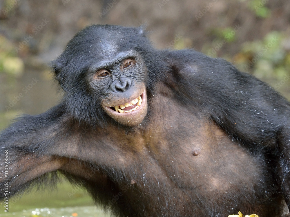 Bonobo Standing