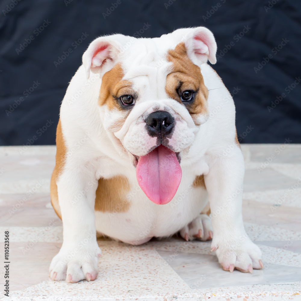 Fototapeta premium english bulldog