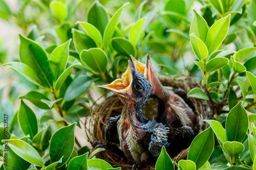  hungry Baby birds  in a nest wanting the mother bird to come an