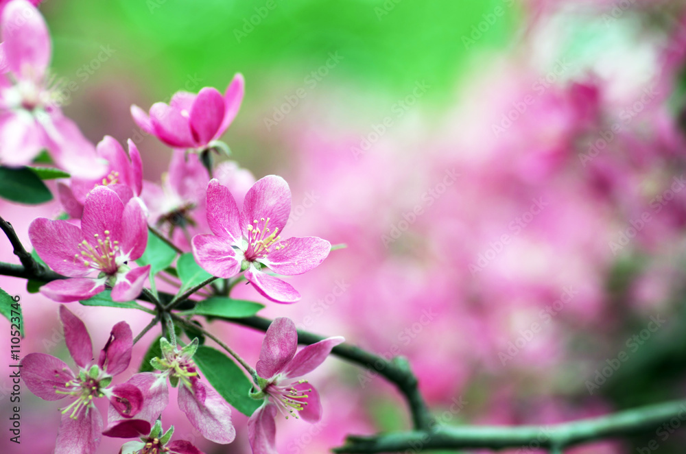  Beautiful Flower in spring. Natural background, soft focus.