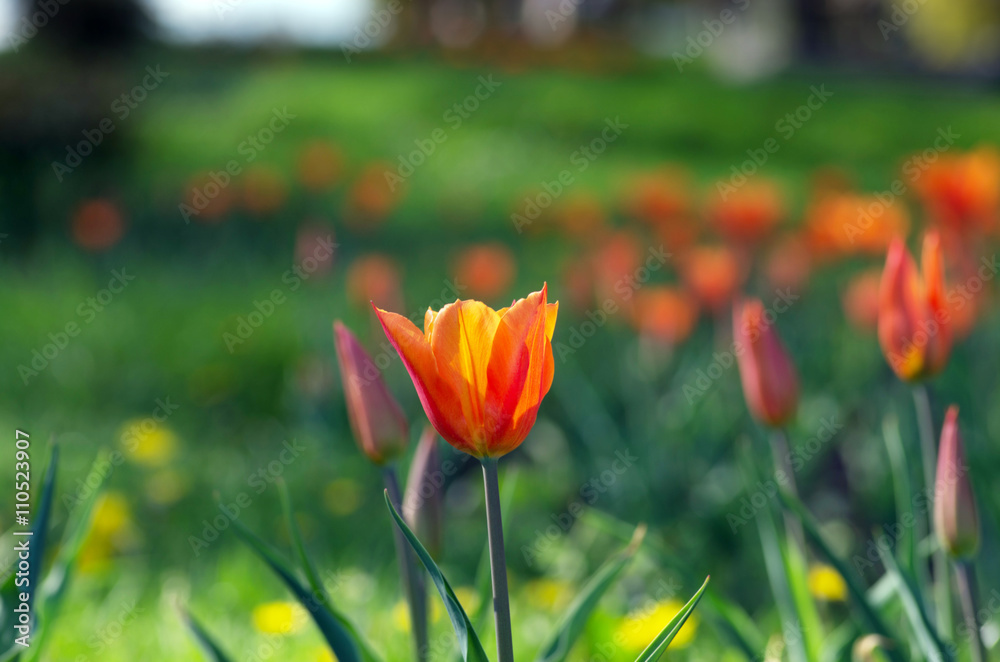 Obraz premium Spring background with tulips over natural background