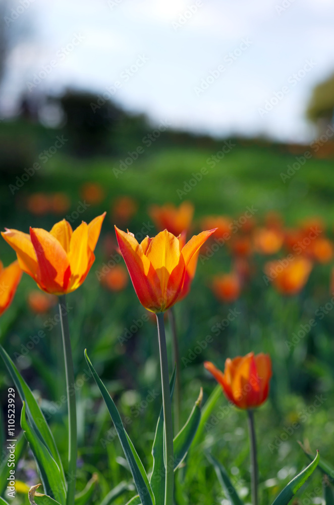 Obraz premium Spring background with tulips over natural background
