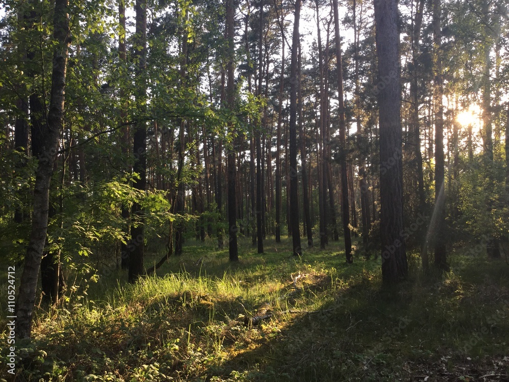 Obraz premium wanderung im wald