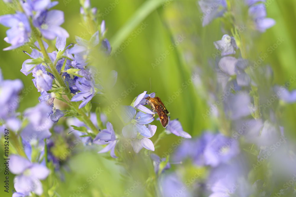 A moth on the flowers of Veronica. Side view A moth on the flowers of Veronica. Side view