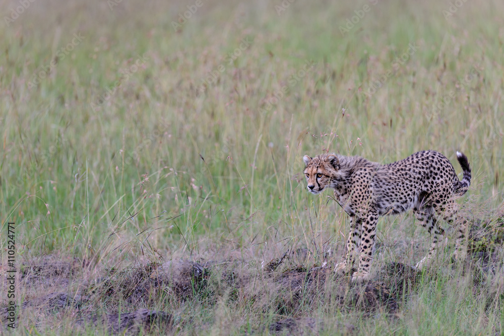 cheetah cheetah