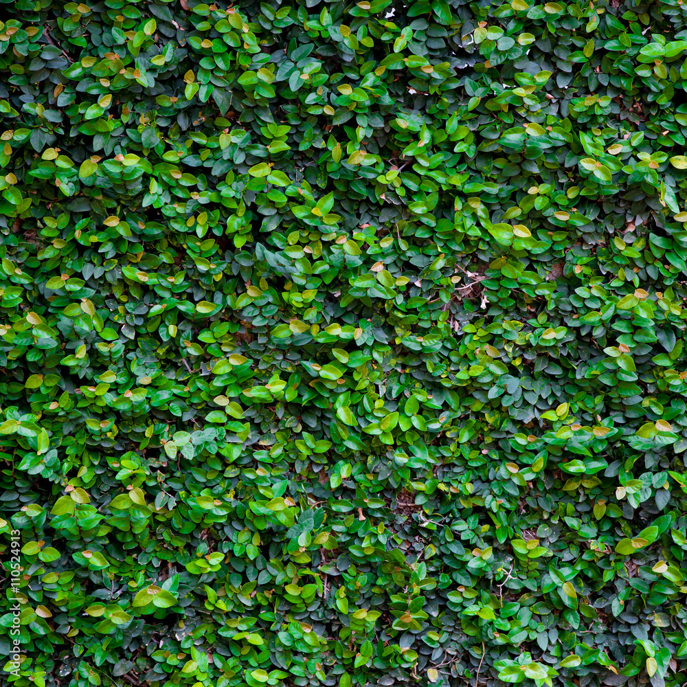 Obraz premium Green Creeper Texture