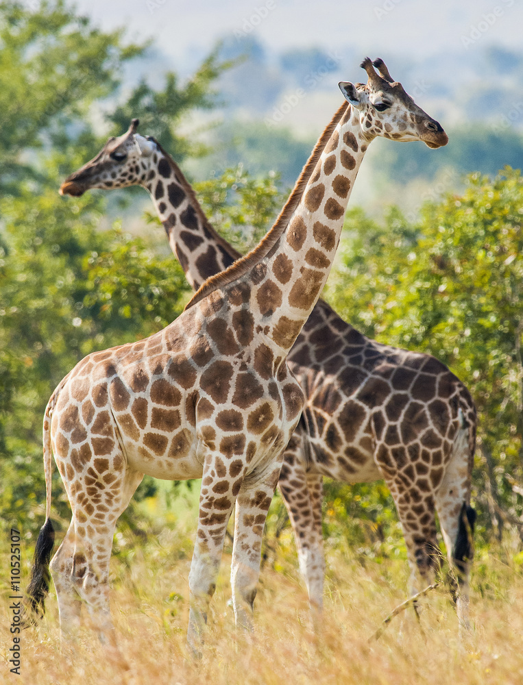 Under a shining sun two giraffes stand at a tree with the crossed long necks. Rothschild Giraffes  (Giraffa camelopardalis)