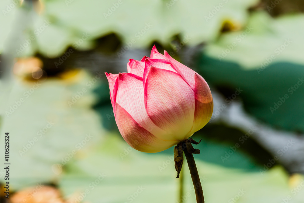 Fototapeta premium Lotus flower