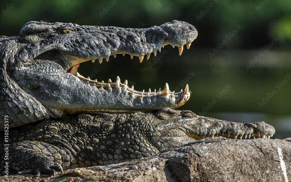 Obraz premium Mating Nile crocodile (Crocodylus niloticus). Two crocodiles with opened mouth