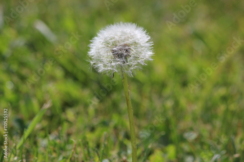 Pusteblume