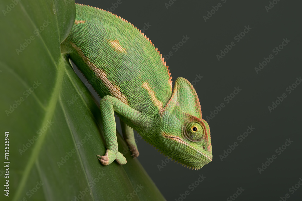 Naklejka premium Veiled Chameleon (Chamaeleo Calyptratus)/Veiled Chameleon on plant against green background