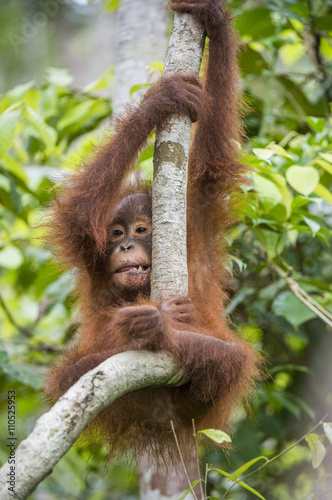 Orangutan cub on the tree.