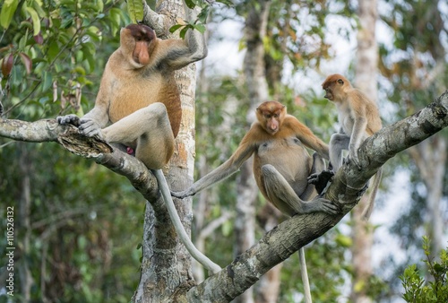 Male proboscis monkey On Borneo, Indonesia. © Uryadnikov Sergey