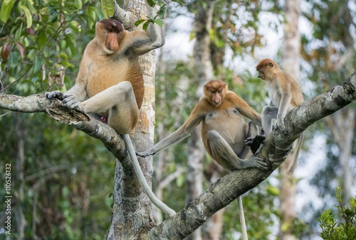 Photography Male proboscis monkey On Borneo, Indonesia.