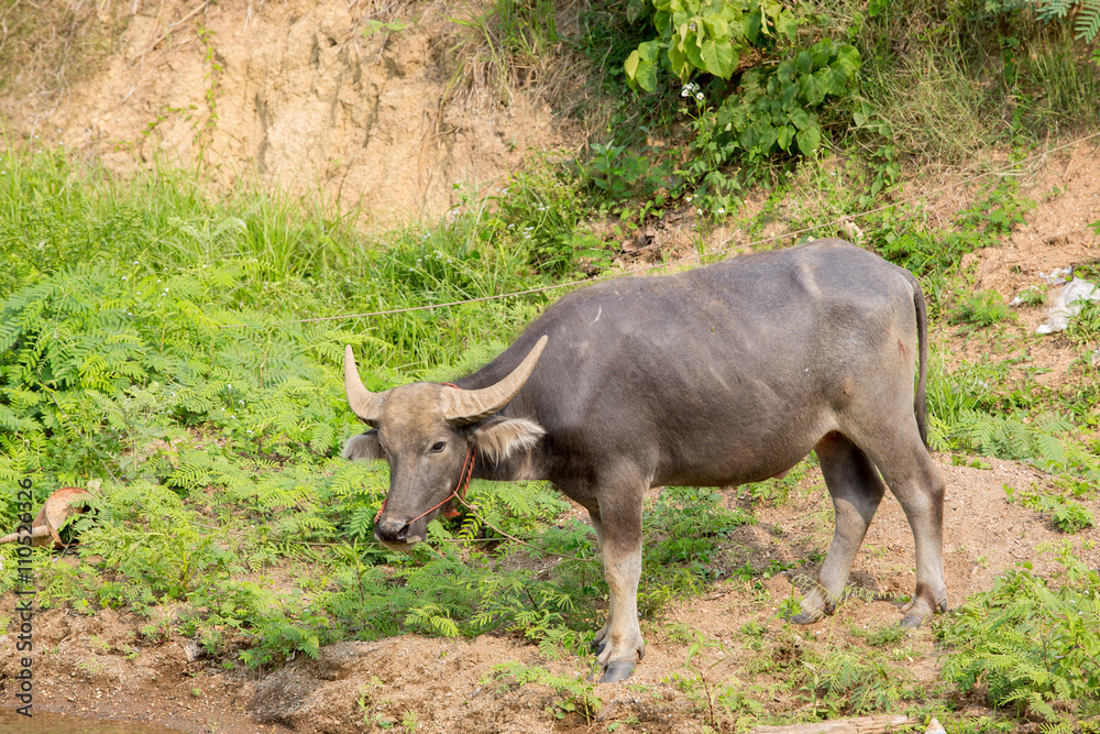 Water buffalo standing on green grass