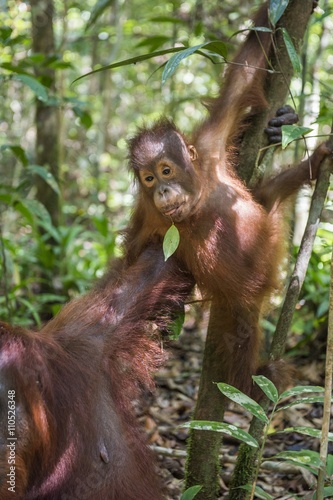 Orangutan cub on the tree.