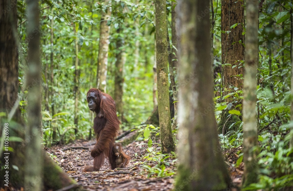Fototapeta premium A female of the orangutan with a cub. Bornean orangutan (Pongo pygmaeus wurmmbii)