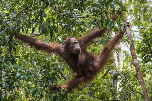  Bornean orangutan (Pongo pygmaeus wurmmbii) on the tree branches in the wild nature. Rainforest of Island Borneo. Indonesia.