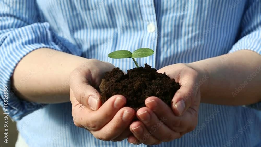 Female's hands holding a small green sprout ready for planting. Slow motion Female's hands holding a small green sprout ready for planting. Slow motion