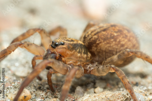 Macro photo of a Trochosa wolf spider on ground