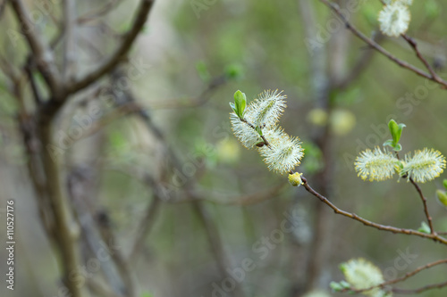 Blooming willow twig  photo