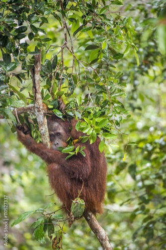  Bornean orangutan (Pongo pygmaeus wurmmbii) on the tree branches in the wild nature. Rainforest of Island Borneo. Indonesia. © Uryadnikov Sergey