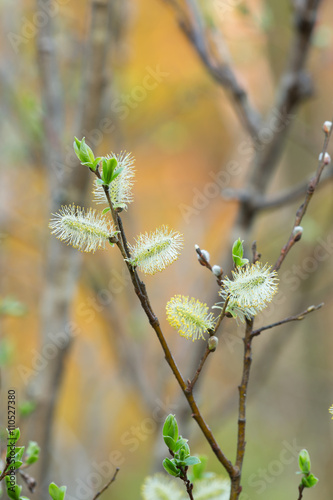 Blooming willow twig  photo