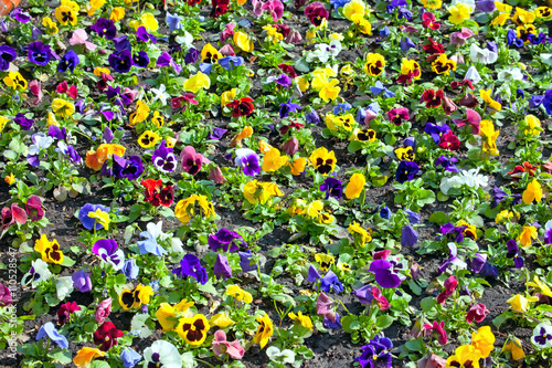 viola tricolor pansy, flowerbed © Tatiana Belova