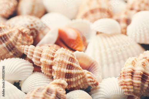 Sea shells closeup vintage filtered background with shallow depth of field