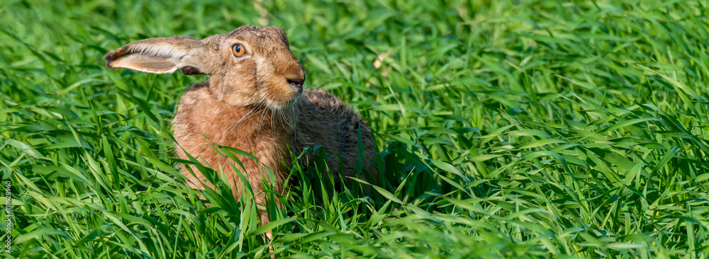 Feldhase (Lepus europaeus) auf einem Feld sitzend Feldhase (Lepus europaeus) auf einem Feld sitzend