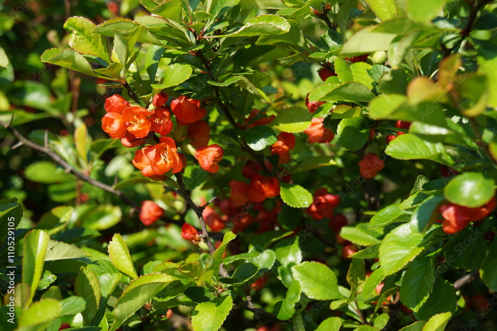 Kwitnący pigwowiec japoński (Chaenomeles japonica)