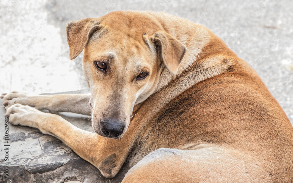 Homeless dog outdoor