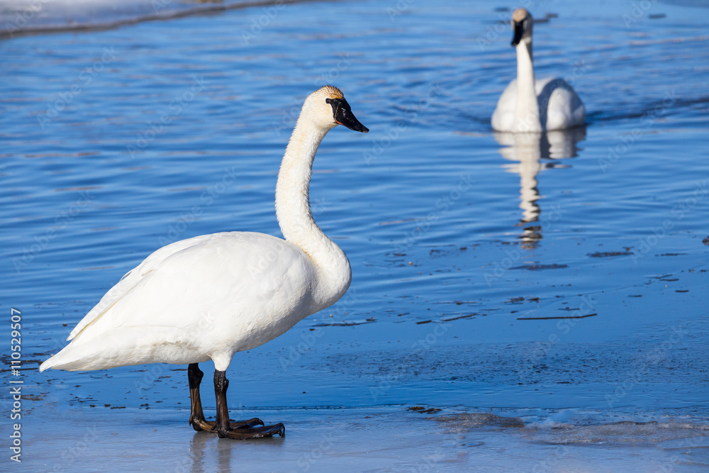Trumpeter Swan Trumpeter Swan