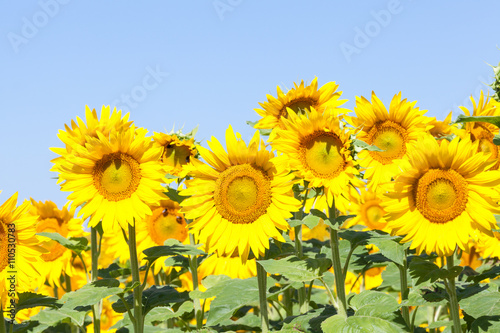 Bright yellow sunflowers or Helianthus against a sunny blue sky  close up with focus to the central flower