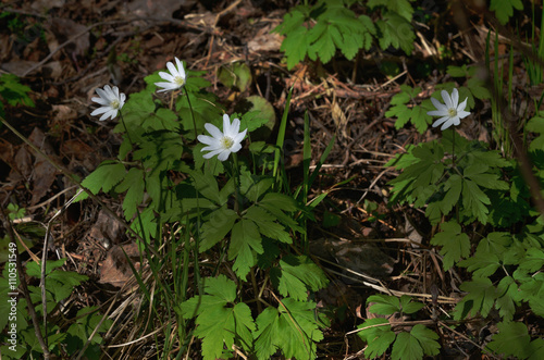 Gentle White anemone flowers.